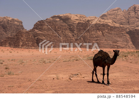 Camel resting in Wadi Rum desert, Jordan 88548594