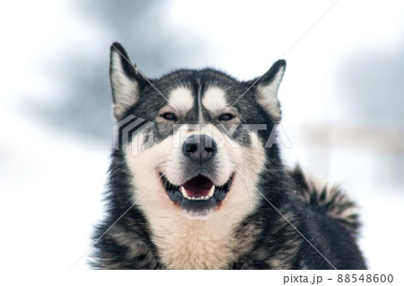 Barking Husky dog Barking Husky dog 88548600