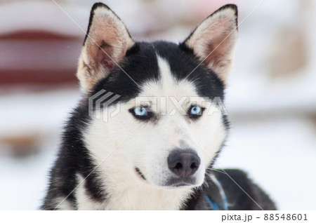 Portrait of a beautiful Husky dog Portrait of a beautiful Husky dog 88548601