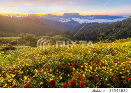 Beautiful landscape in the morning at Doi Luang Chiang Dao, Chiang Mai, Thailand Beautiful landscape in the morning at Doi Luang Chiang Dao, Chiang Mai, Thailand 88548686