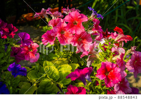 Pink petunias bloom in garden 88548843