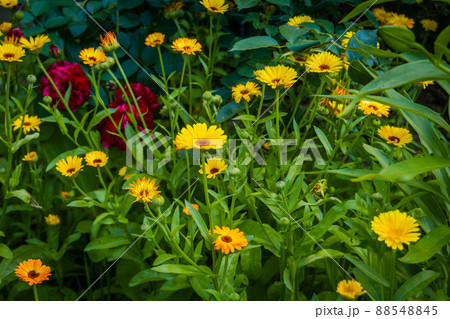 Calendula flowers in garden 88548845