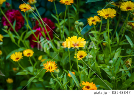 Calendula flowers in garden 88548847