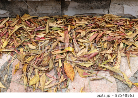 fallen leaves and flowers on the sidewalks in a city park in Israel 88548963