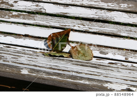 fallen leaves and flowers on the sidewalks in a city park in Israel 88548964