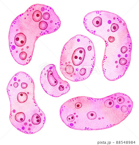 Watercolor illustration of pink purple cells microalgae microorganisms, microscope bio algae. Concept for cosmetics medicine healthcare print design. Pastel ameoba bacteria, soft oval round shape. Watercolor illustration of pink purple cells microalgae microorganisms, microscope bio algae. Concept for cosmetics medicine healthcare print design. Pastel ameoba bacteria, soft oval round shape. 88548984
