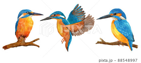 Hand drawn watercolor illustration of wild kingfisher birds, blue azure orange feathers, on the branch and flying. Nature natural wildlife in river forest woodland, ecology concept. 88548997