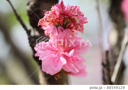 テルテモモ 88549129