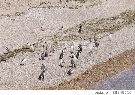 Magellanic penguins. Punta Tombo penguin colony, Patagonia 88549510