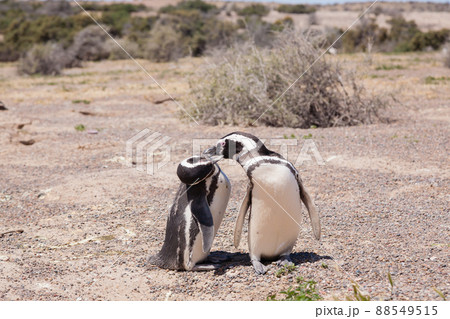Magellanic penguin close up. Punta Tombo penguin colony, Patagonia Magellanic penguin close up. Punta Tombo penguin colony, Patagonia 88549515