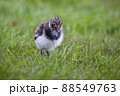Juvenile northern lapwing (Vanellus vanellus) 88549763