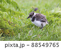 Juvenile northern lapwing (Vanellus vanellus) 88549765