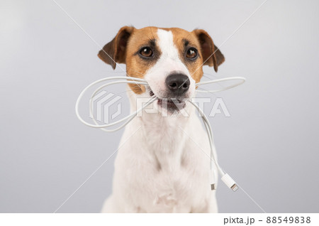 Jack russell terrier dog holding a type c cable in his teeth on a white background. Jack russell terrier dog holding a type c cable in his teeth on a white background. 88549838