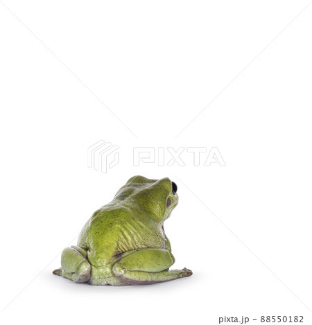 Green tree frog on white background Green tree frog on white background 88550182
