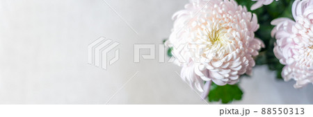 Pink chrysanthemum flowers Pink chrysanthemum flowers 88550313