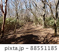 広い竹笹の道 88551185