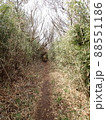 狭い竹笹の道 88551186
