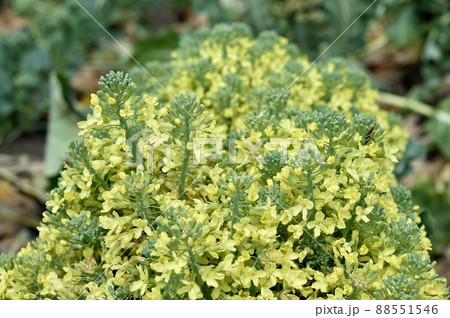 ブロッコリーの花 ブロッコリーの花 88551546