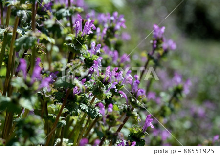 ホトケノザ ホトケノザ 88551925