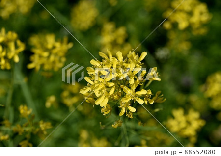 ミズナの花 88552080