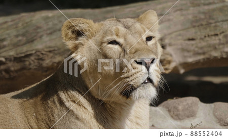 Portrait lioness basking in the warm sun after dinner 88552404