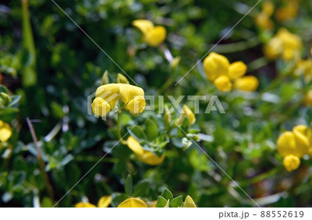 ミヤコグサ 88552619