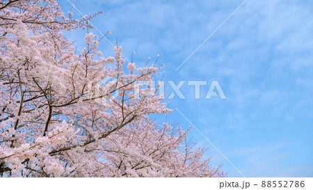 快晴の空と満開の桜・入学卒業イメージ 快晴の空と満開の桜・入学卒業イメージ 88552786