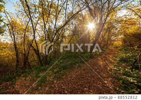 Autumn woodland path with beautiful colours. Carpathian mountains range. Ukraine. Autumn woodland path with beautiful colours. Carpathian mountains range. Ukraine. 88552812
