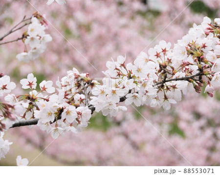 桜 桜 88553071