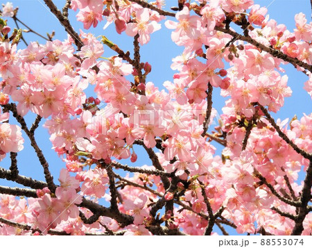 桜 桜 88553074