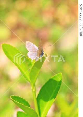 春の光を反射する蝶 春の光を反射する蝶 88553075
