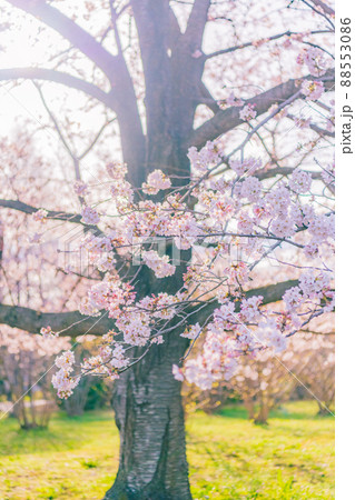 桜 早春イメージ素材 88553086