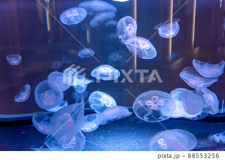 水族館のクラゲの展示 88553256