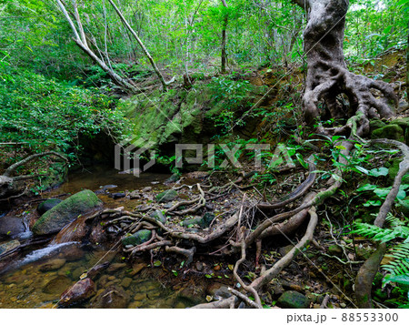 西表島のジャングル 88553300