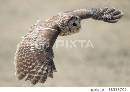 フクロウの飛翔　猛禽類 88553705