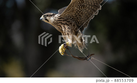 ハヤブサの飛翔　猛禽類 88553709