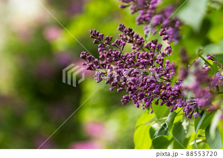 purple lilac blossom branch. beautiful botanical green nature background in spring season 88553720