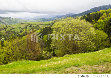 beautiful rural scenery in spring. landscape in the carpathians with fresh green meadows and spruce forest. overcast sky above the distant ridge beautiful rural scenery in spring. landscape in the carpathians with fresh green meadows and spruce forest. overcast sky above the distant ridge 88553724