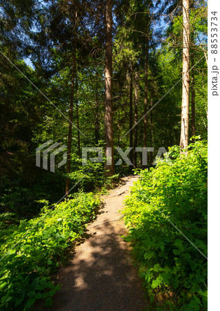forest path among tall trees. beautiful travel scenery in natural park. scenic nature background on a sunny summer day. 88553734