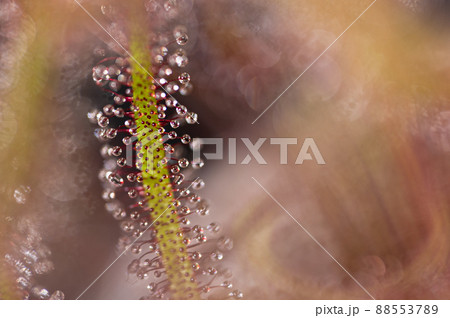 モウセンゴケ 食虫植物 モウセンゴケ 食虫植物 88553789