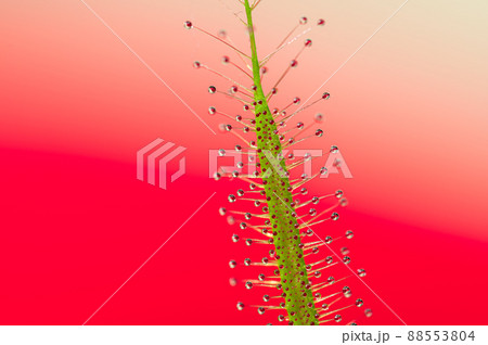 モウセンゴケ 食虫植物 モウセンゴケ 食虫植物 88553804