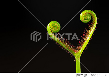 モウセンゴケ 食虫植物 モウセンゴケ 食虫植物 88553825