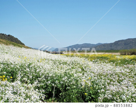 佐波川の春 88553882