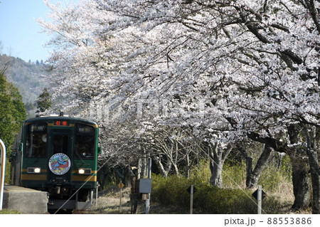 桜咲く信楽高原鉄道 88553886