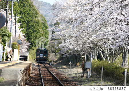 桜咲く信楽高原鉄道 88553887