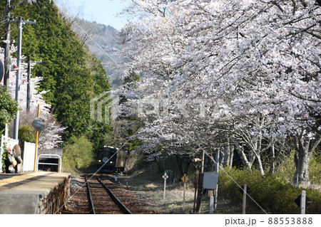 桜咲く信楽高原鉄道 桜咲く信楽高原鉄道 88553888