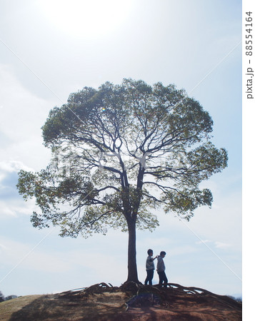大高緑地公園の一本木 大高緑地公園の一本木 88554164