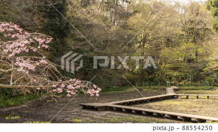 【千葉県千葉市】泉谷公園の桜 88554250