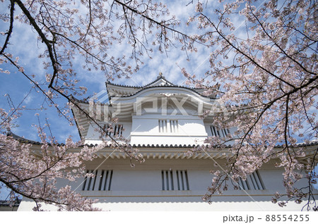 春の桜と大多喜城 88554255