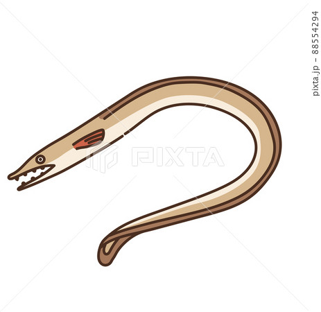 海の生き物　イラスト　水産物　海産物　はも 88554294